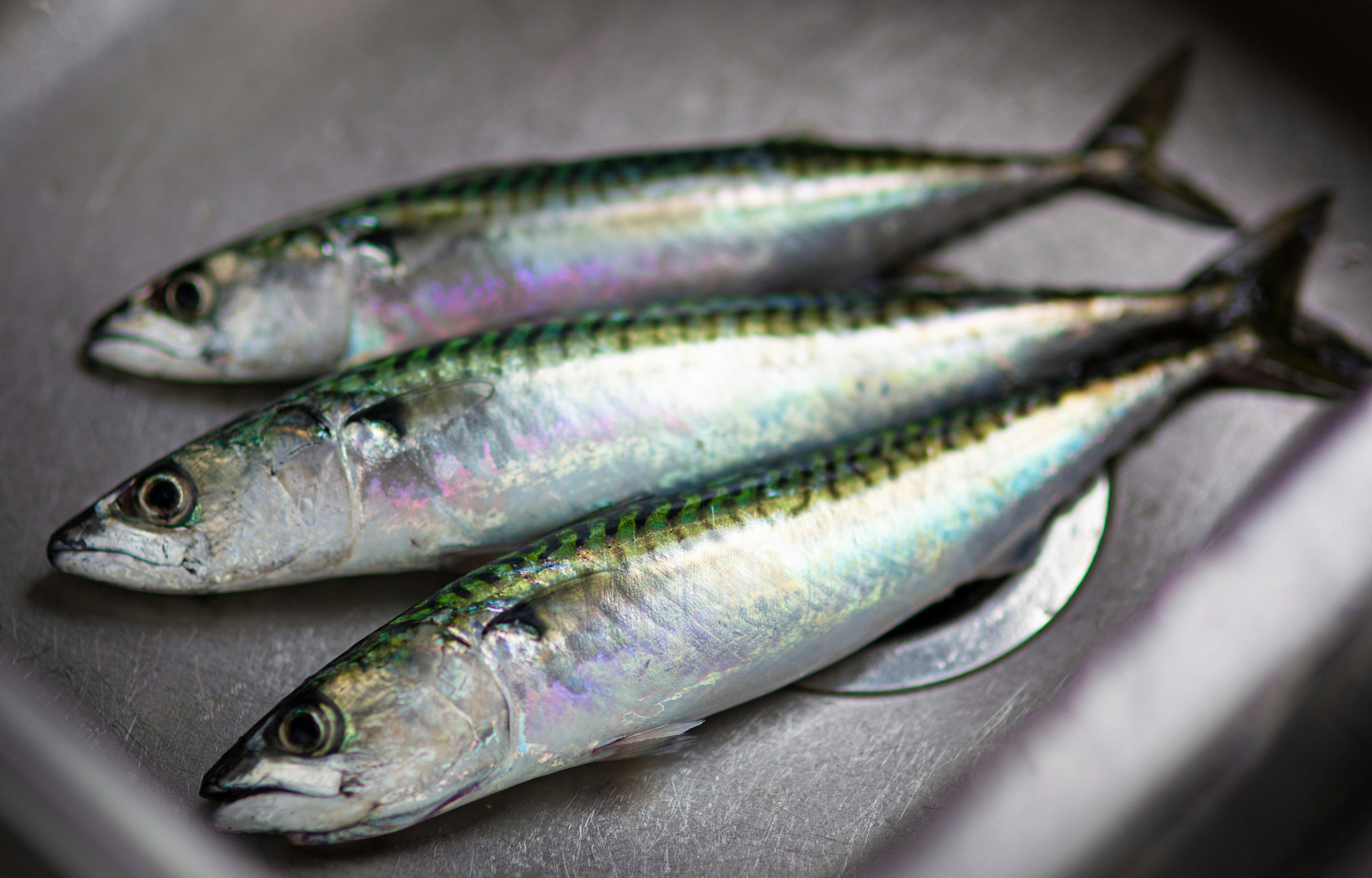 Sardines laying in a sink