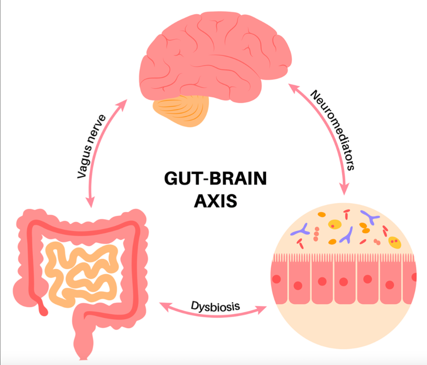 Gut brain axis showing vagus nerve, neuromediators and dysbiosis