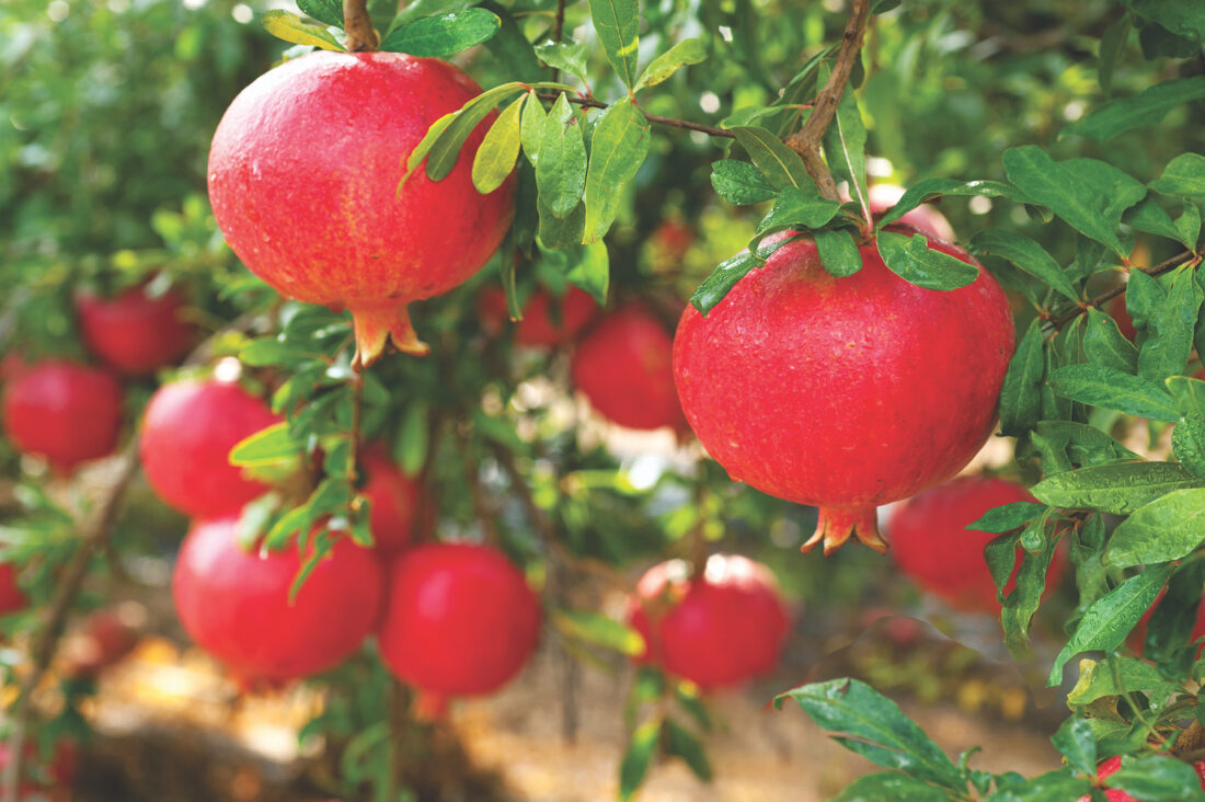 Pomegranates growing on a tree