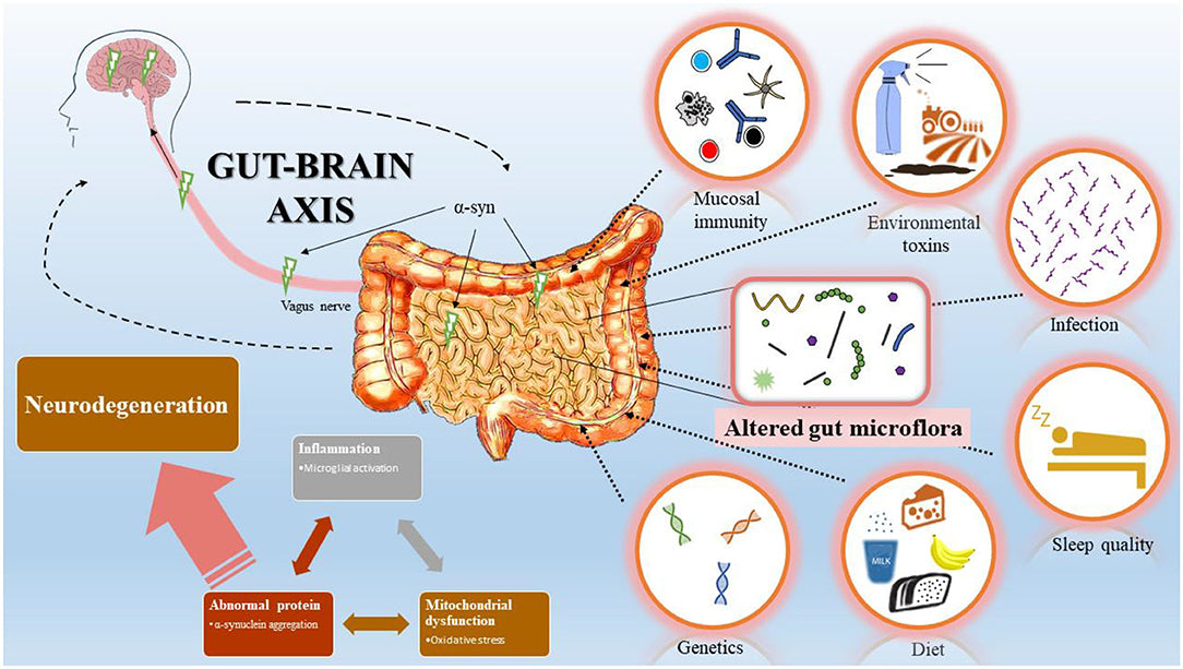 the gut brain axis