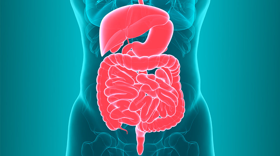 gut diagram showing intestines