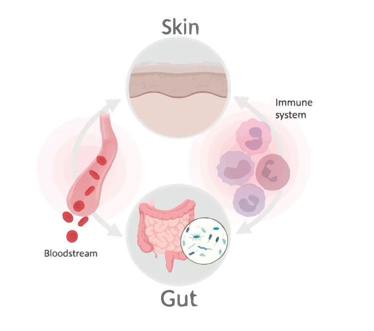 the gut-skin axis