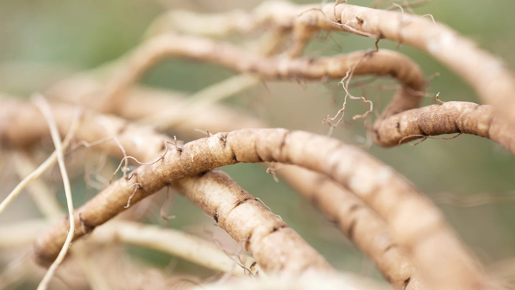 marshmallow root