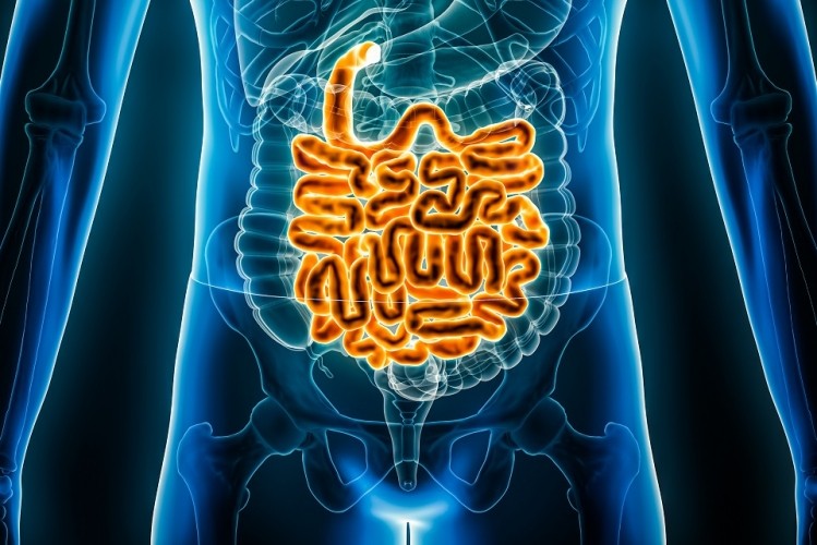 body outline showing intestines and digestion