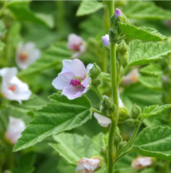 marshmallow root flower