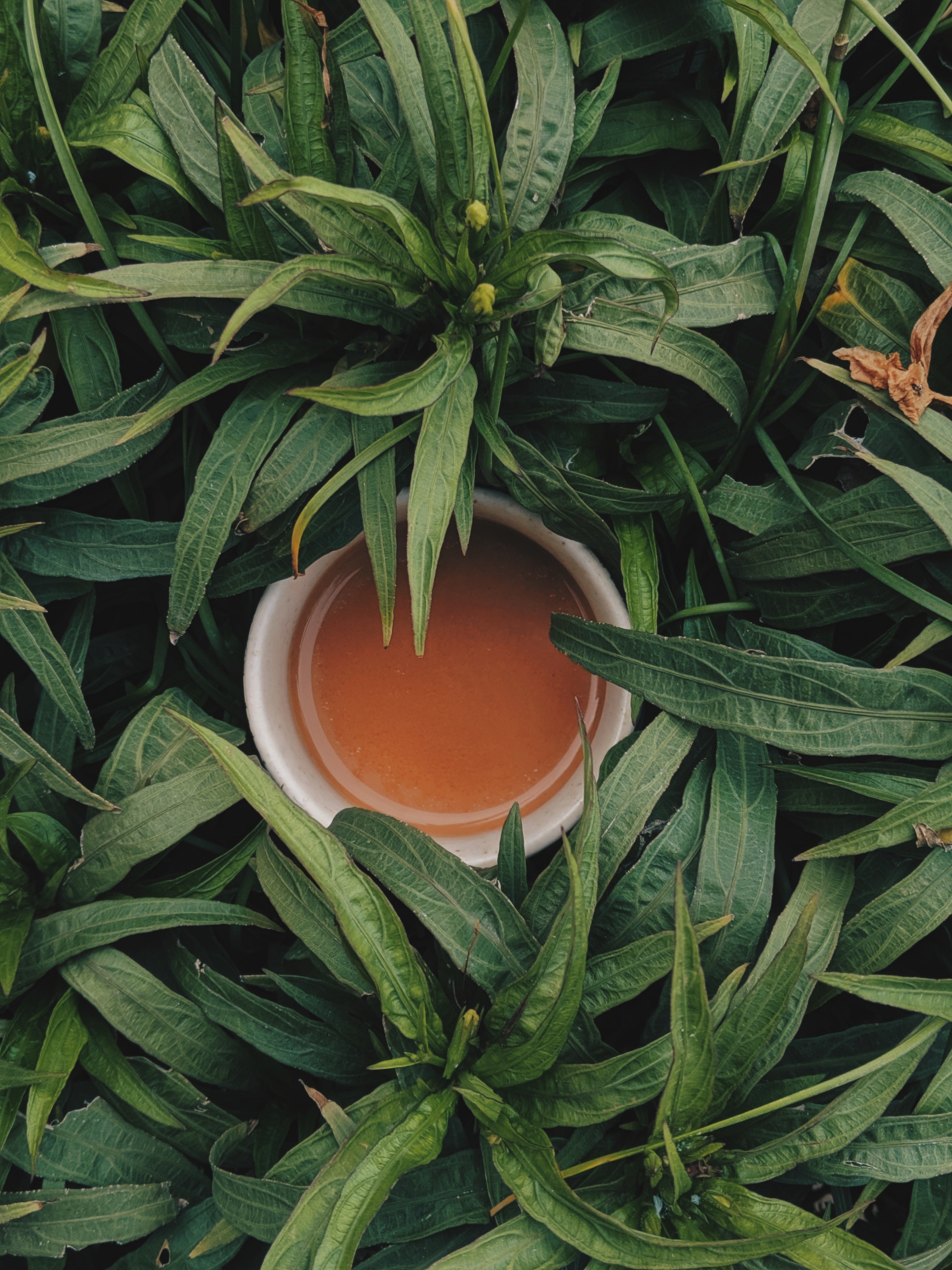 green tea leaves with cup of tea in centre