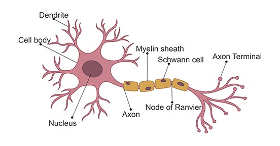 nuron anatomy