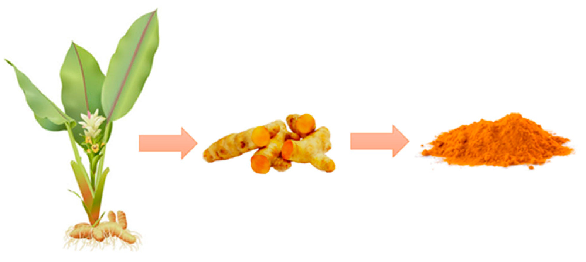 turmeric plant, turmeric and turmeric powder