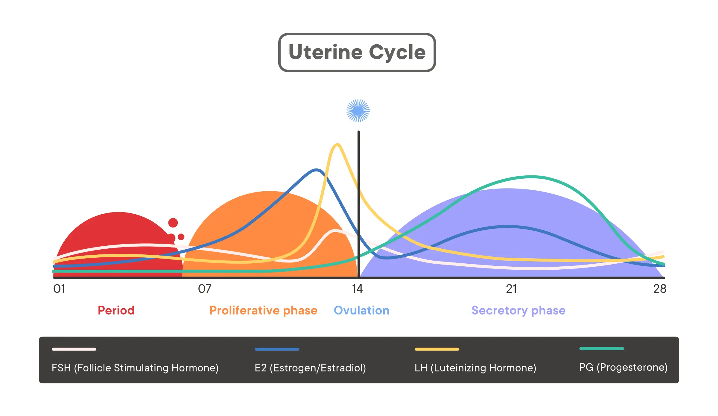 phases of the hormones active during the menstrual cycle