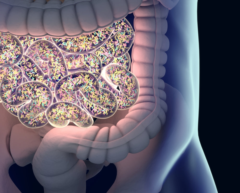 inside the intestines