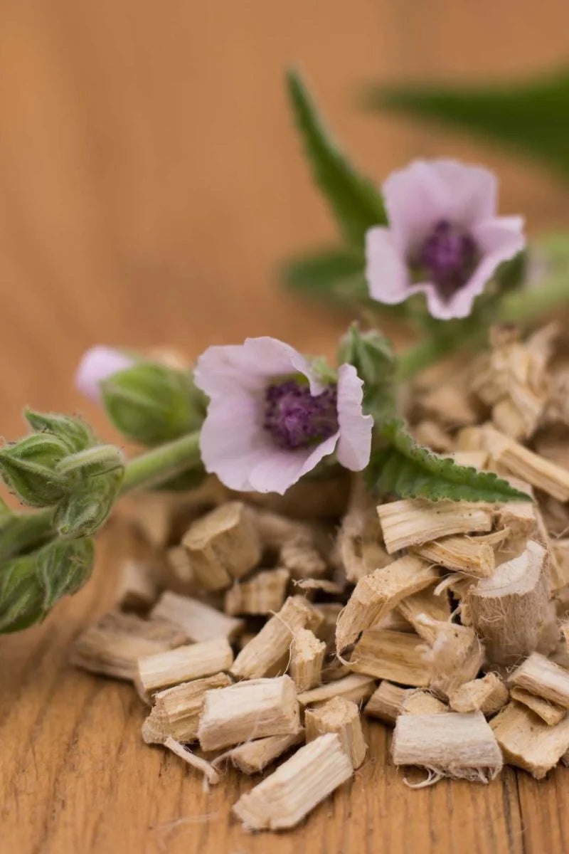 marshmallow root with its flowers