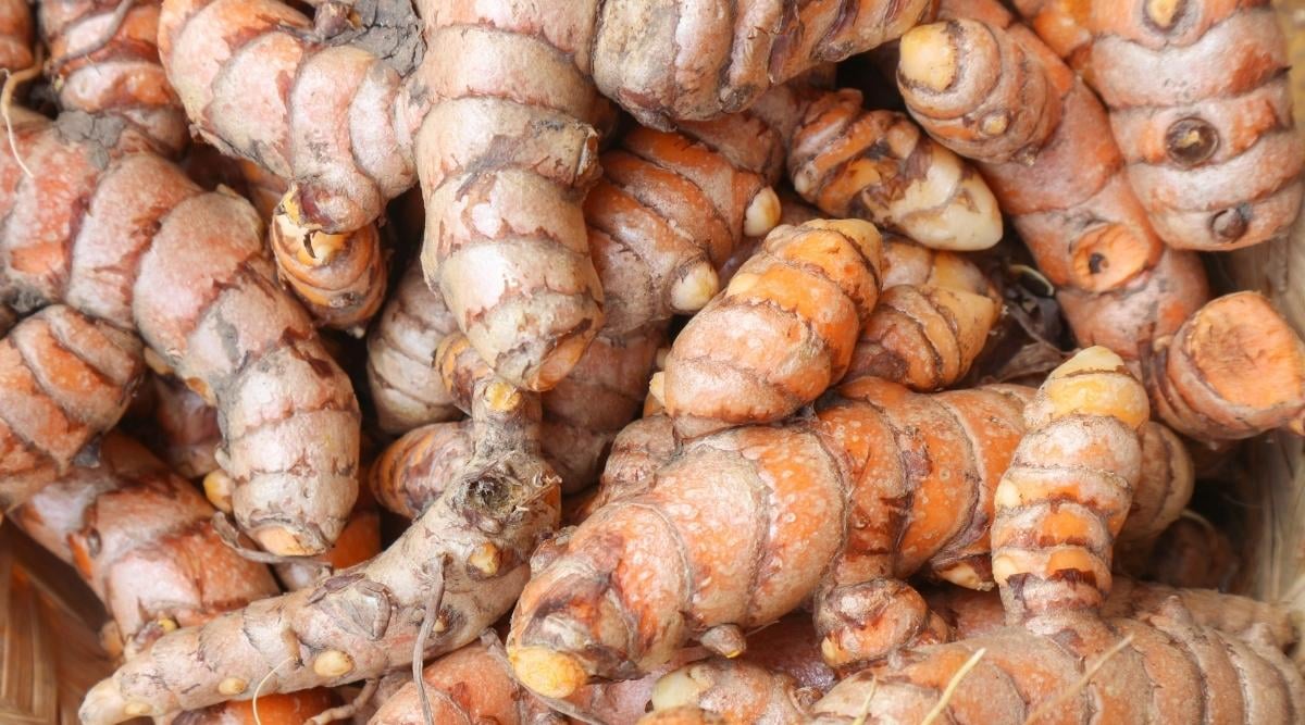 turmeric root